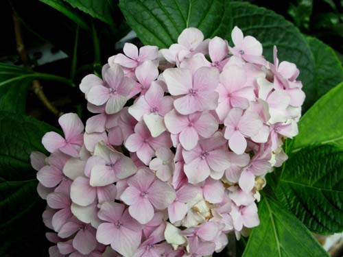 牛迈程：“大芬现象”值得深思！